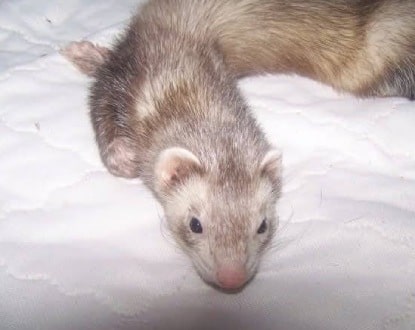 EXOTIC PET SITTING